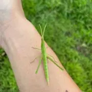 さかなちゃん《即購入OK》