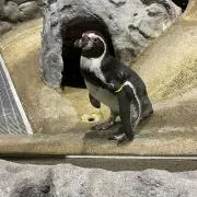 おつかれーらいす。