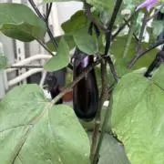 うまの画像