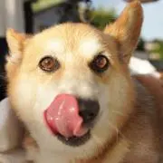 わんわんお※犬飼ってませんの画像