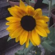 ボムの画像