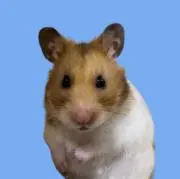 RiNの画像