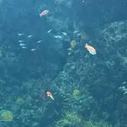 koko❤︎の画像