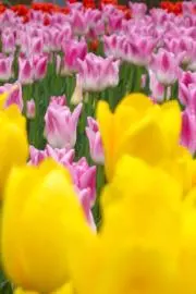 花井の画像