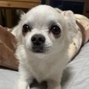 チー助の画像
