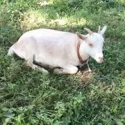 もちの画像