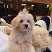 mayuの画像