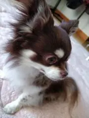 はらちゃんの画像