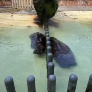 そのてぃぷカバ