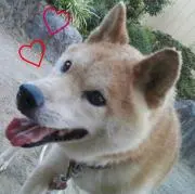 ぽむぽむ