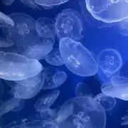 なつの画像