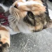 サレナ らくらく便のみの画像