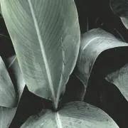 Picassoの画像