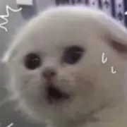 wowwwwwの画像