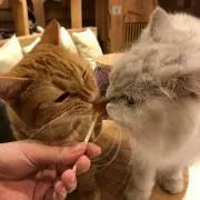 るんの画像