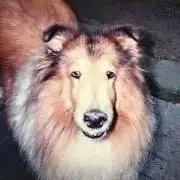Koza74の画像