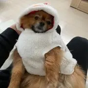 kor