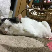てんてんの画像