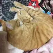 ししゃも
