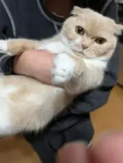 るかの画像
