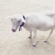 C/Pの画像