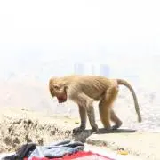ちき