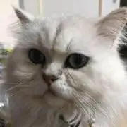 ぶー