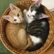 ノブの画像