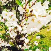 あやまま