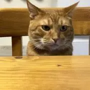 しもの画像