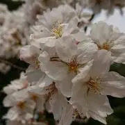 ☆ミク★プロフ必読☆セール中☆の画像