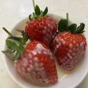 Hamuの画像