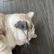 ささ