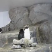 りんの画像
