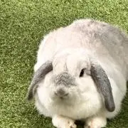 あんり