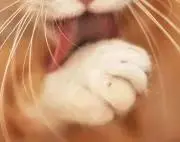 りばー