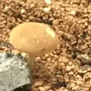 ハム助