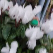 もも