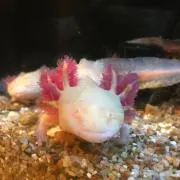 Chi-Chiの画像