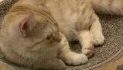 なな