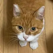 さやの画像