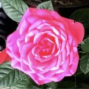 ようこの画像
