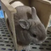 ちーの画像