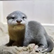 こつめ