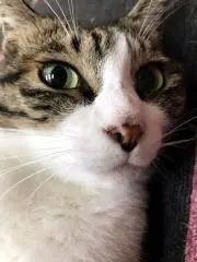 ミャオたんの画像