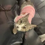 すんの画像