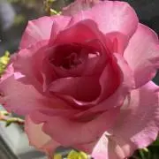 ぴょん