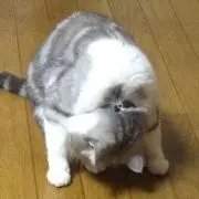 れいの画像