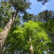 noraの画像