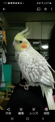 おくさんの画像